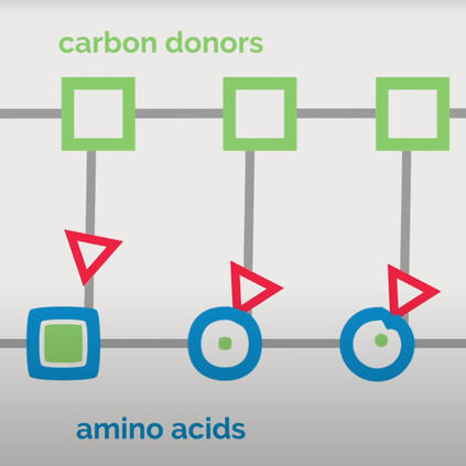 One Carbon Metabolism on the Space Station